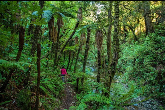 Explore the Brook Waimarama Sanctuary Nelson